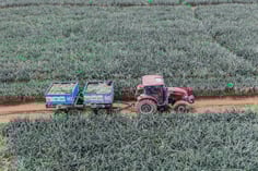 DJI_0342